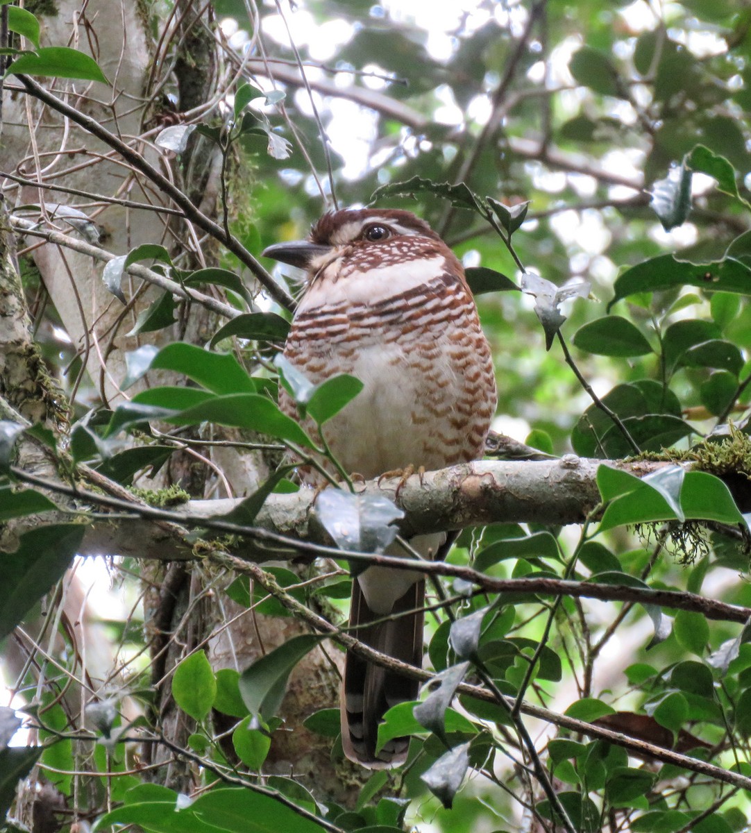 Short-legged Ground-Roller - ML646084914