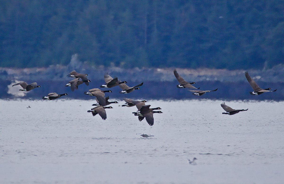 Canada Goose - ML646084916