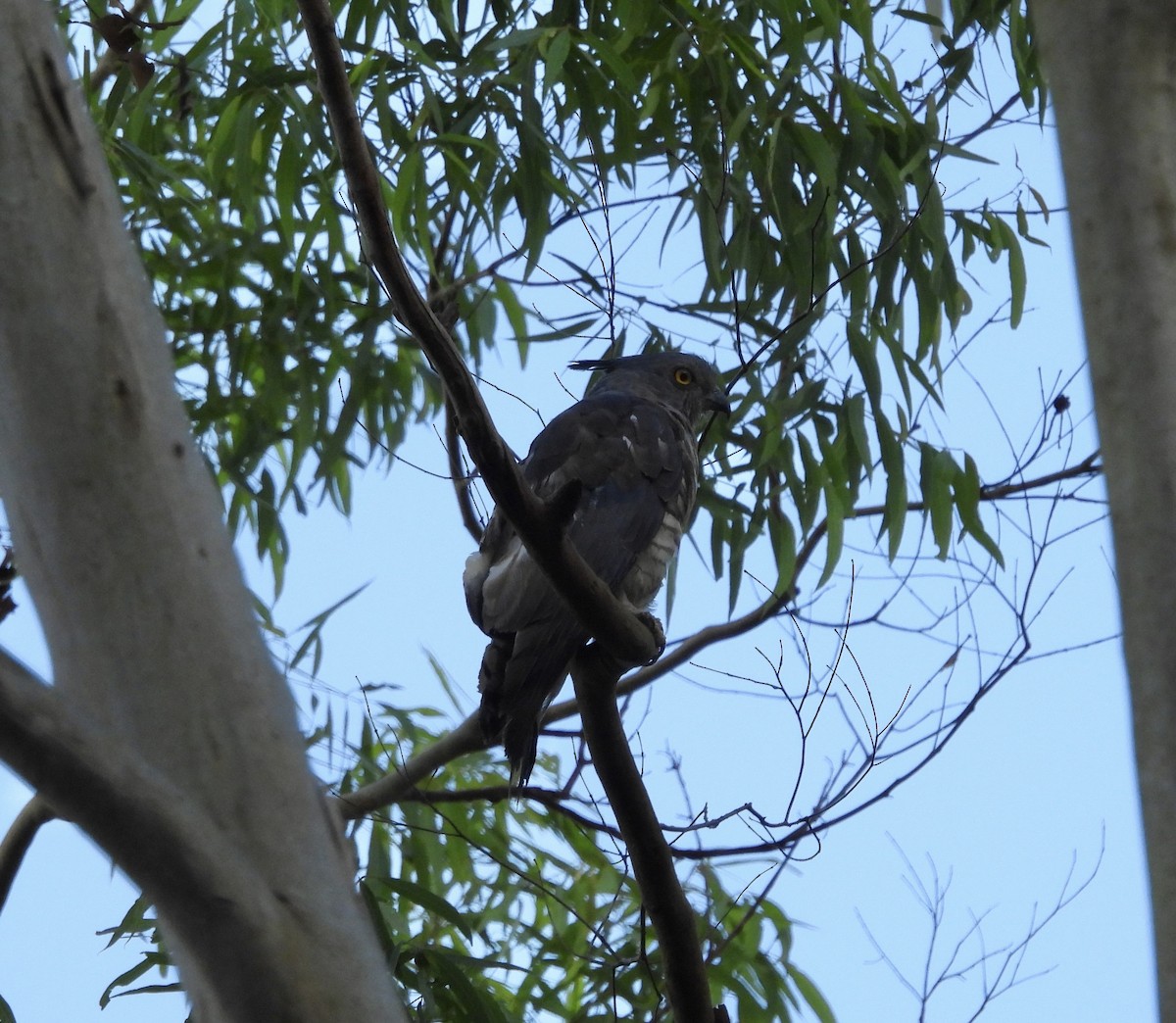 Pacific Baza - ML646084917