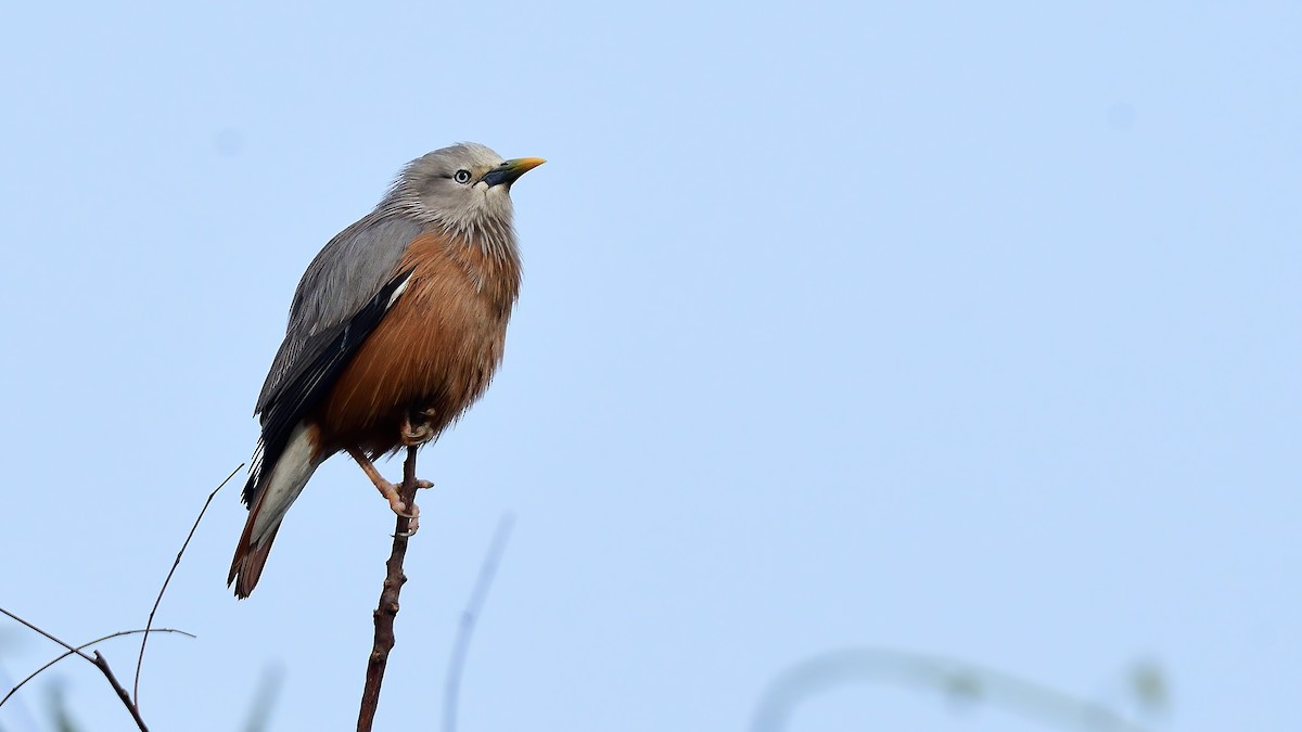 Chestnut-tailed Starling - ML646084925