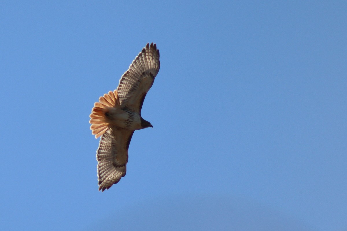 Red-tailed Hawk - ML646084926