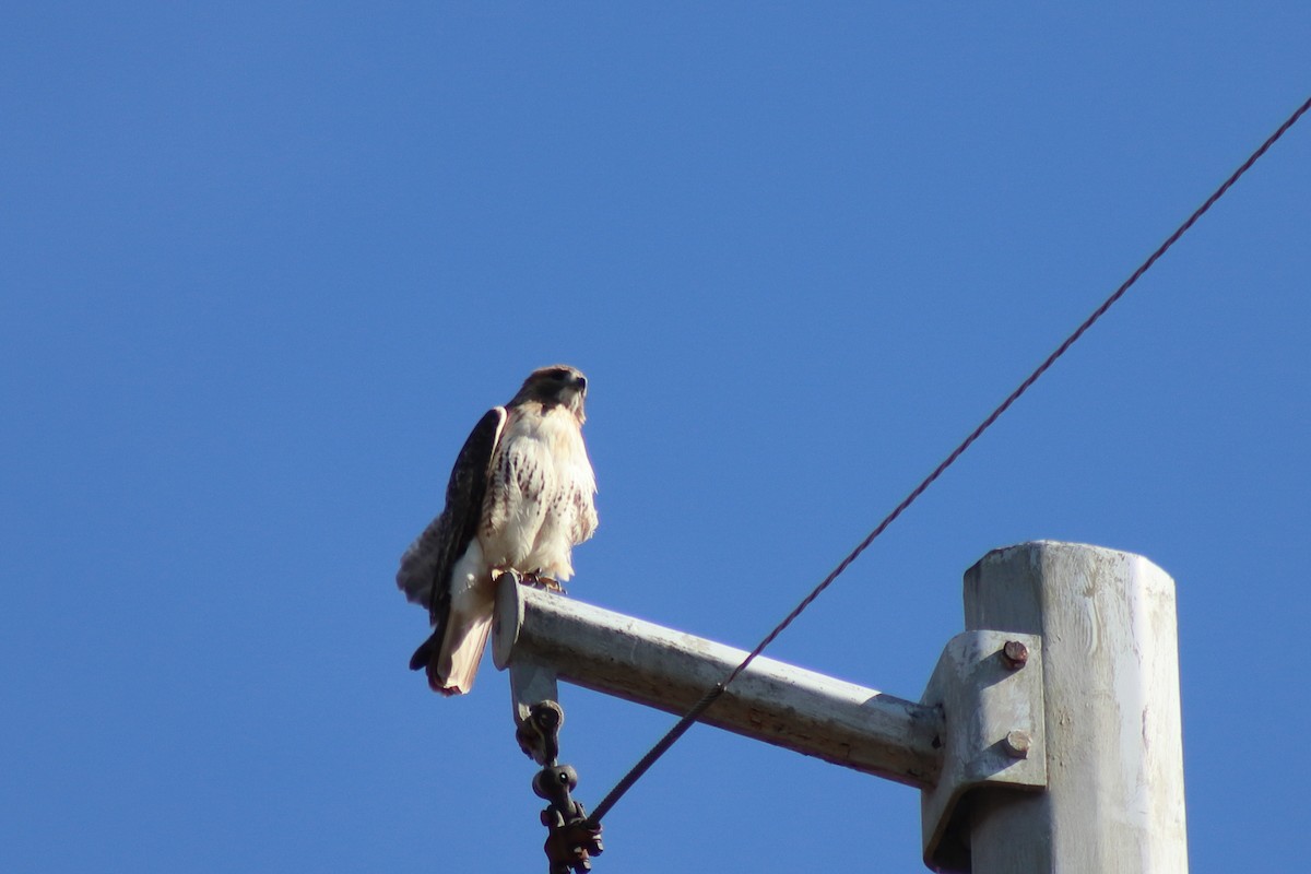 Red-tailed Hawk - ML646084927