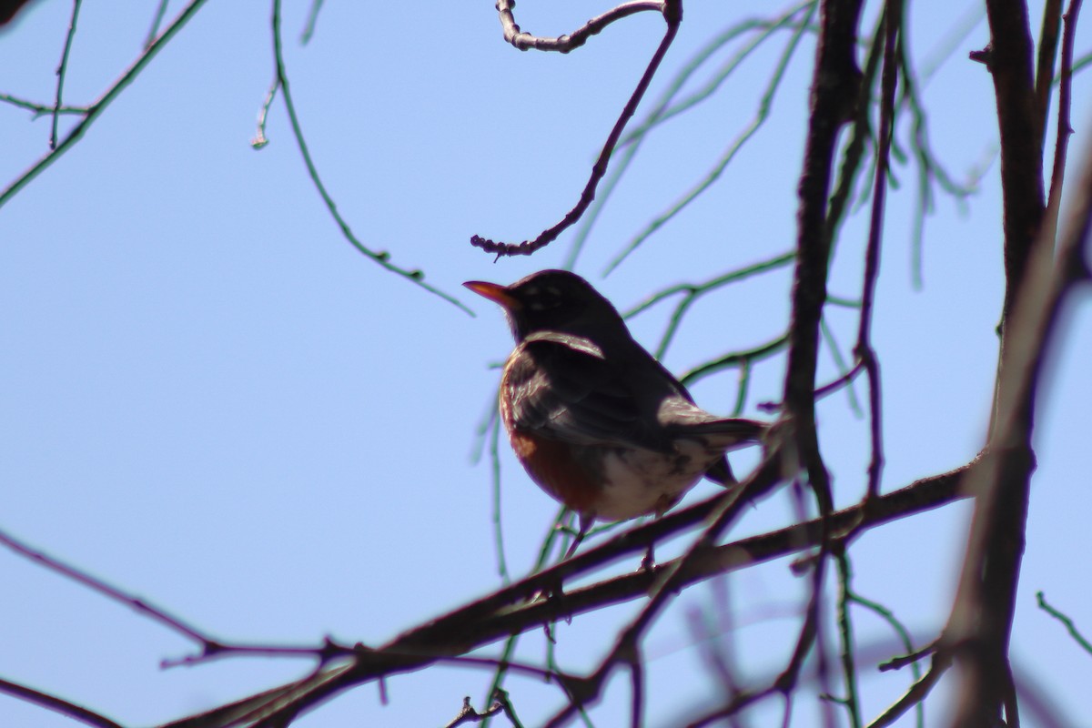 American Robin - ML646084934