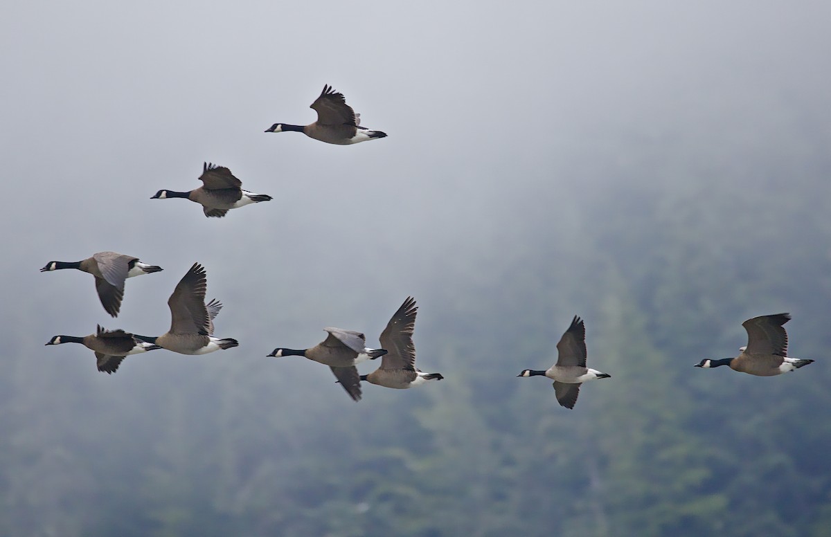 ברנטה קנדית - ML646084935