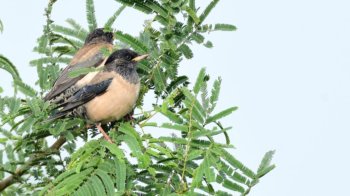 Ягаан тодол - ML646084941