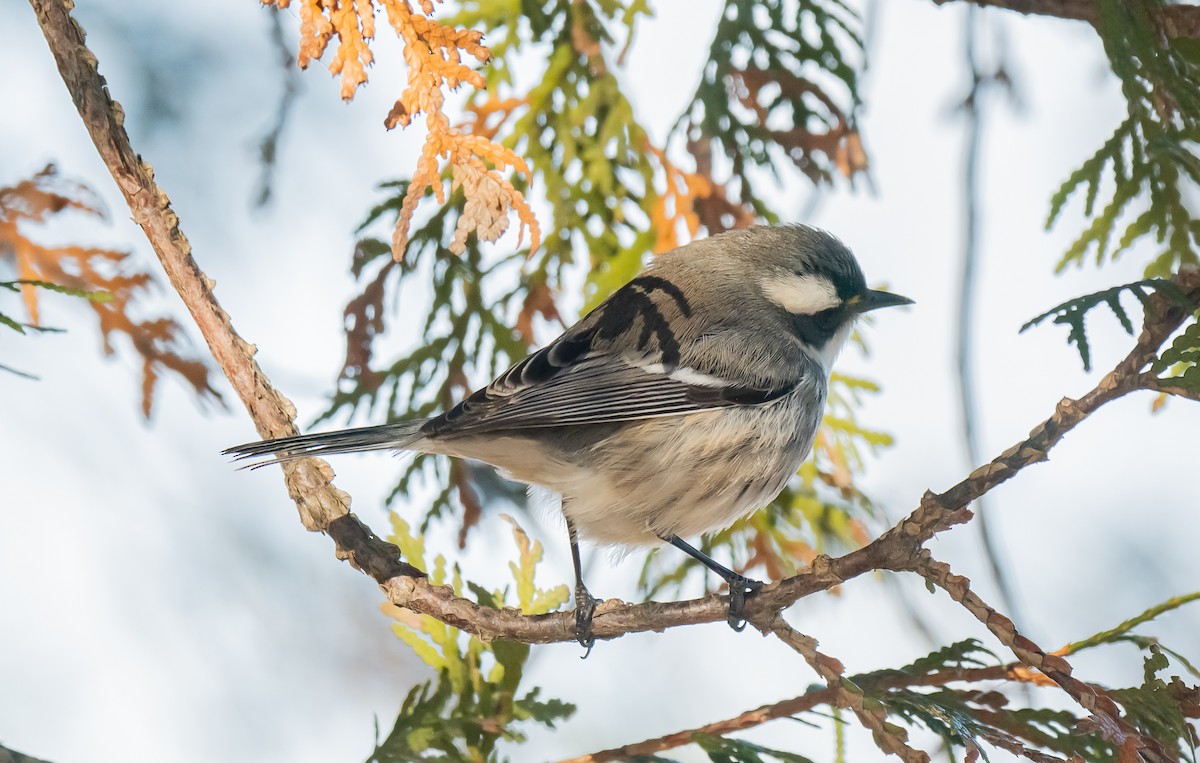 Black-throated Gray Warbler - ML646084948
