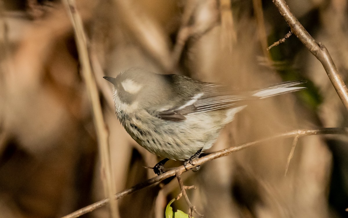 Black-throated Gray Warbler - ML646084949