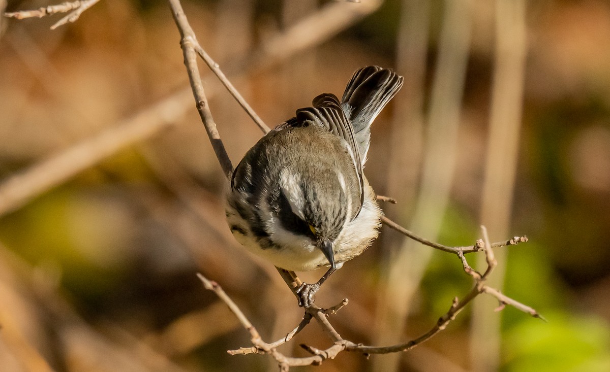 Black-throated Gray Warbler - ML646084950