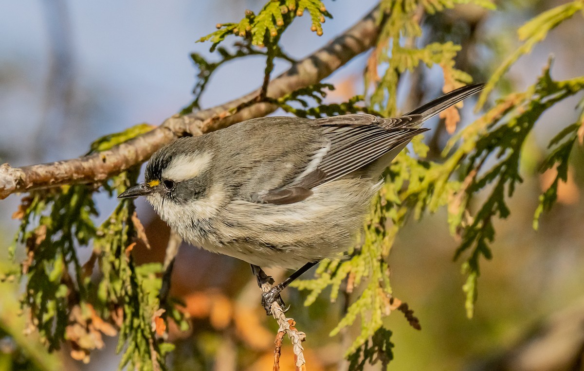 Black-throated Gray Warbler - ML646084952