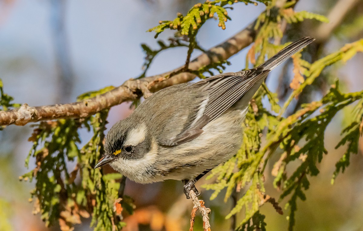 Black-throated Gray Warbler - ML646084953