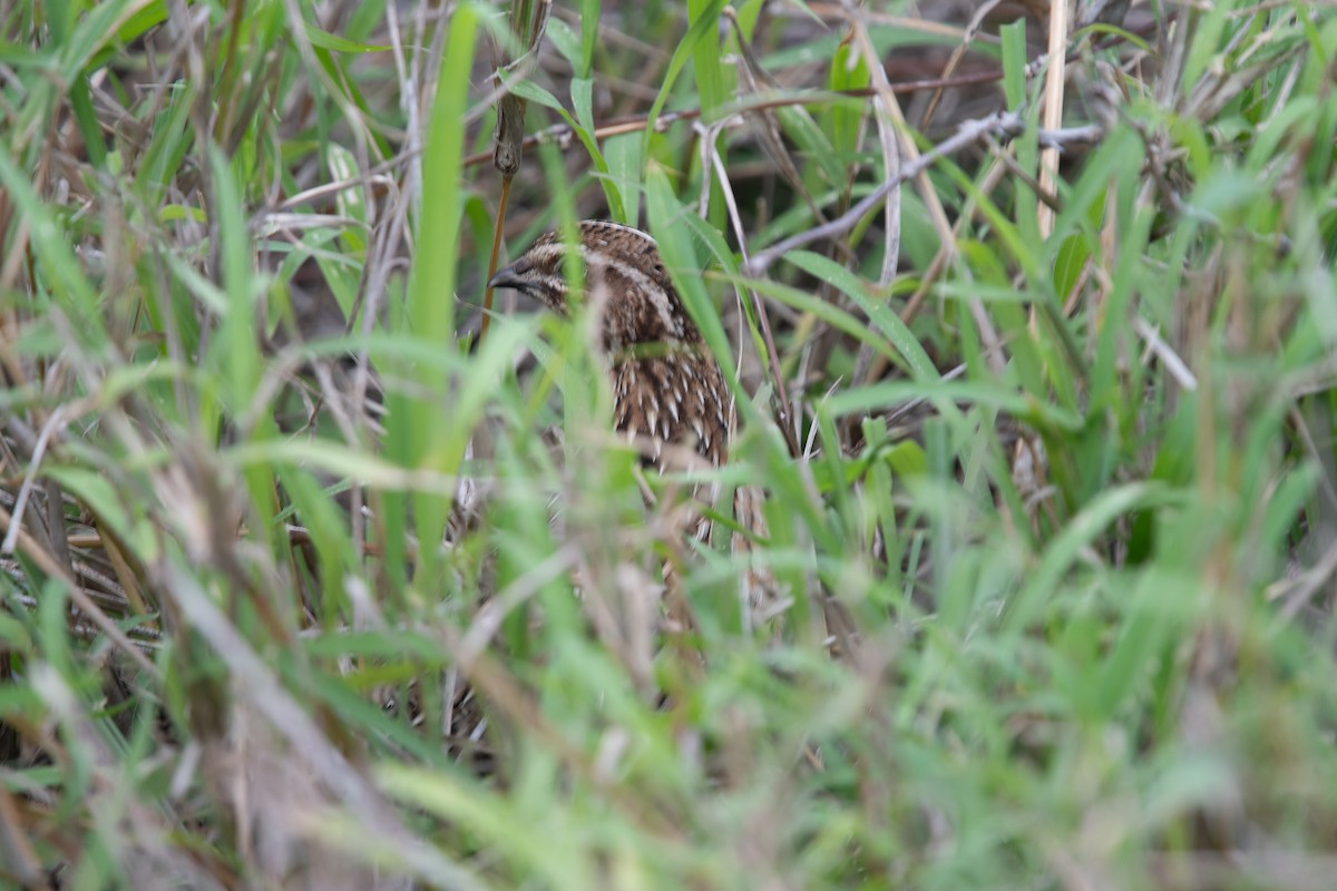 Bıldırcın - ML646084955