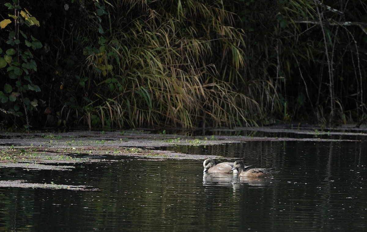 アメリカヒドリ - ML646084958