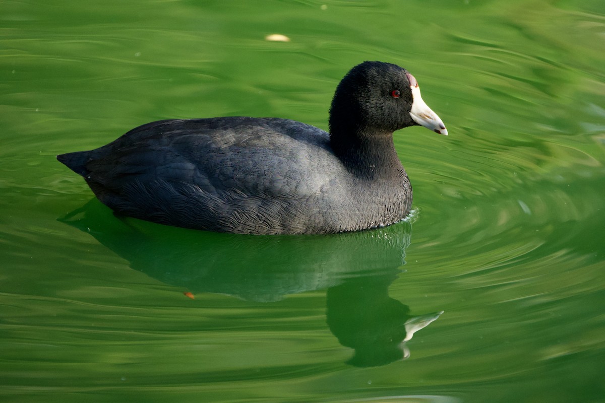 Foulque d'Amérique - ML646084962
