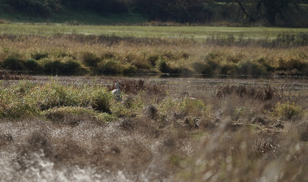 カナダヅル - ML646084967