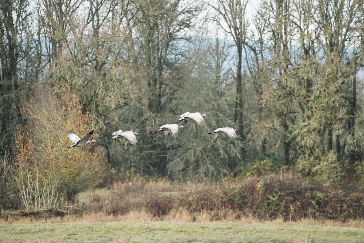 カナダヅル - ML646084968