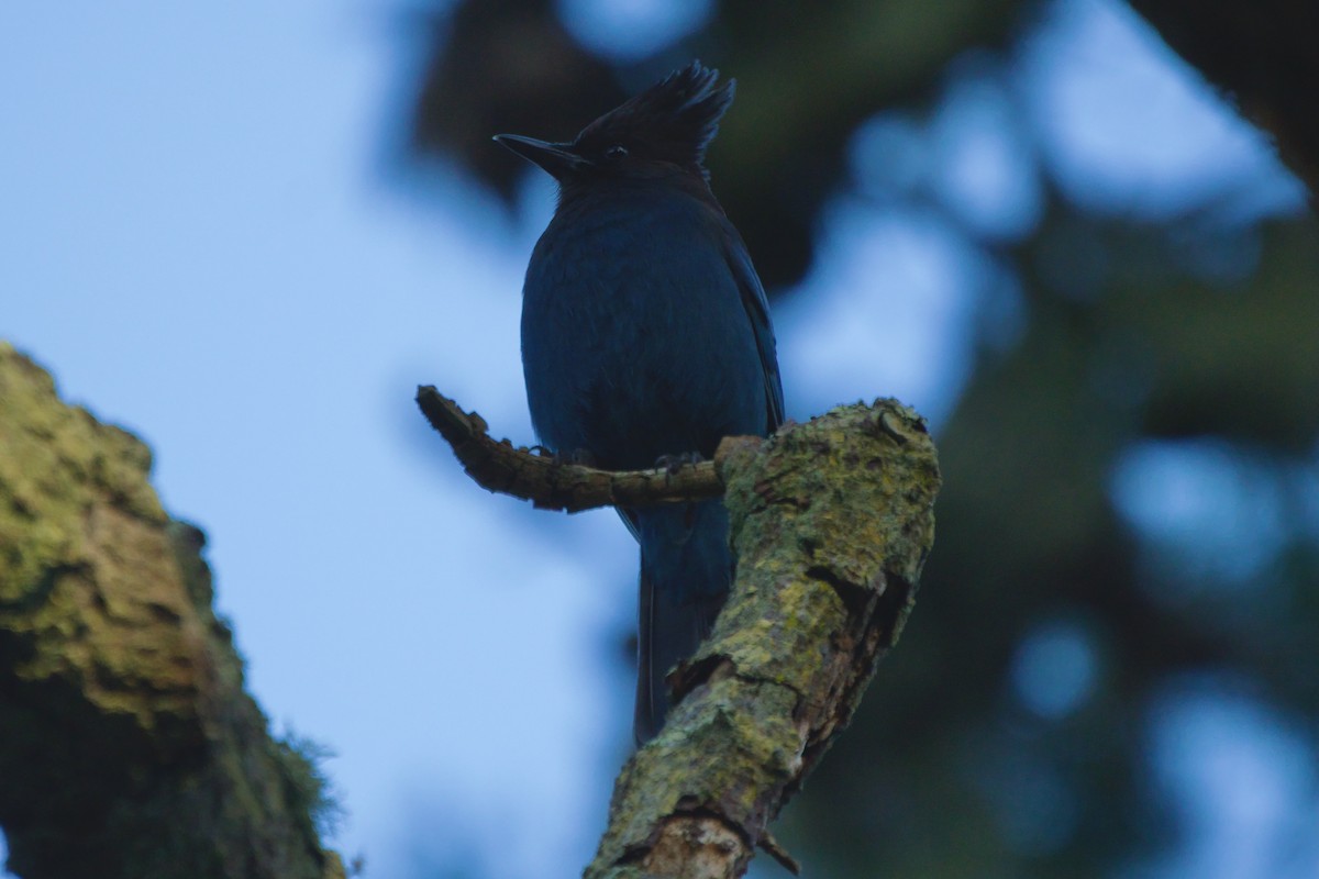 Steller's Jay - ML646084970