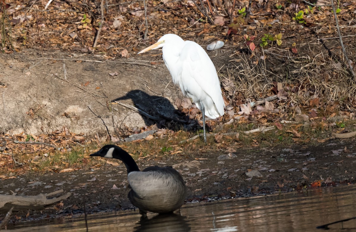 Great Egret - ML646084972