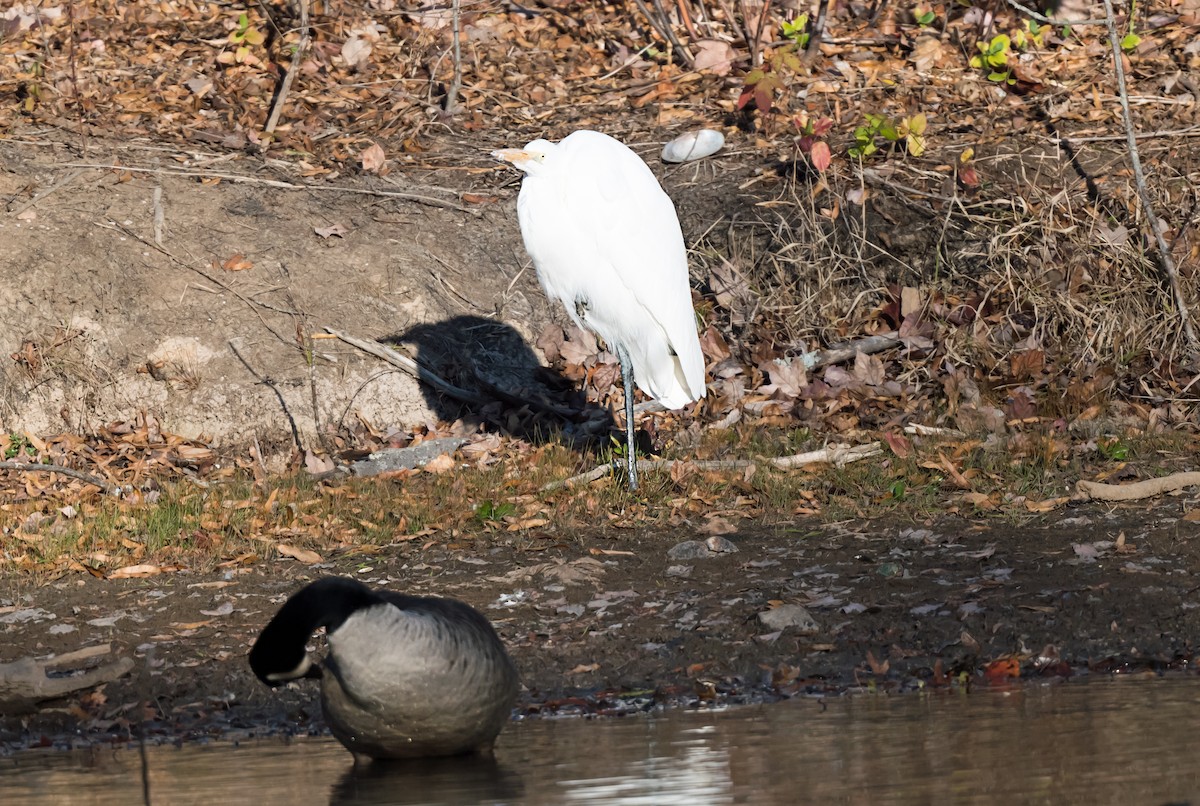 Great Egret - ML646084973