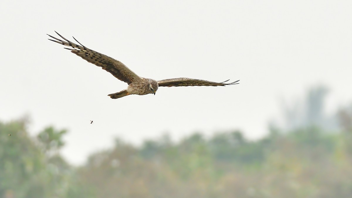 Нугын хулд - ML646084974