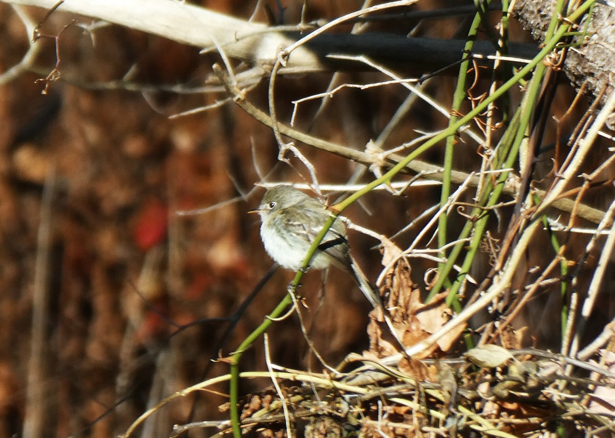Least Flycatcher - ML646084975