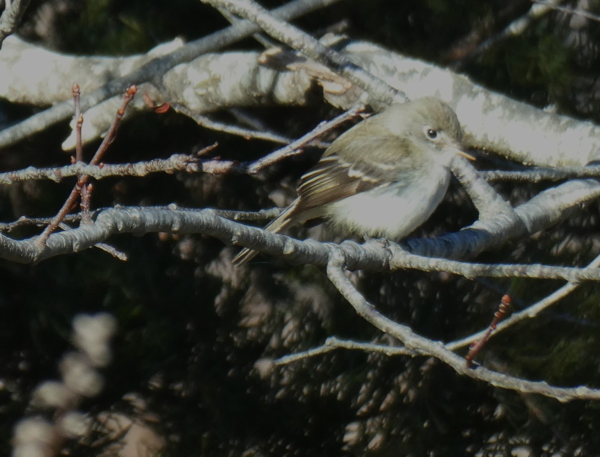 Least Flycatcher - ML646084976