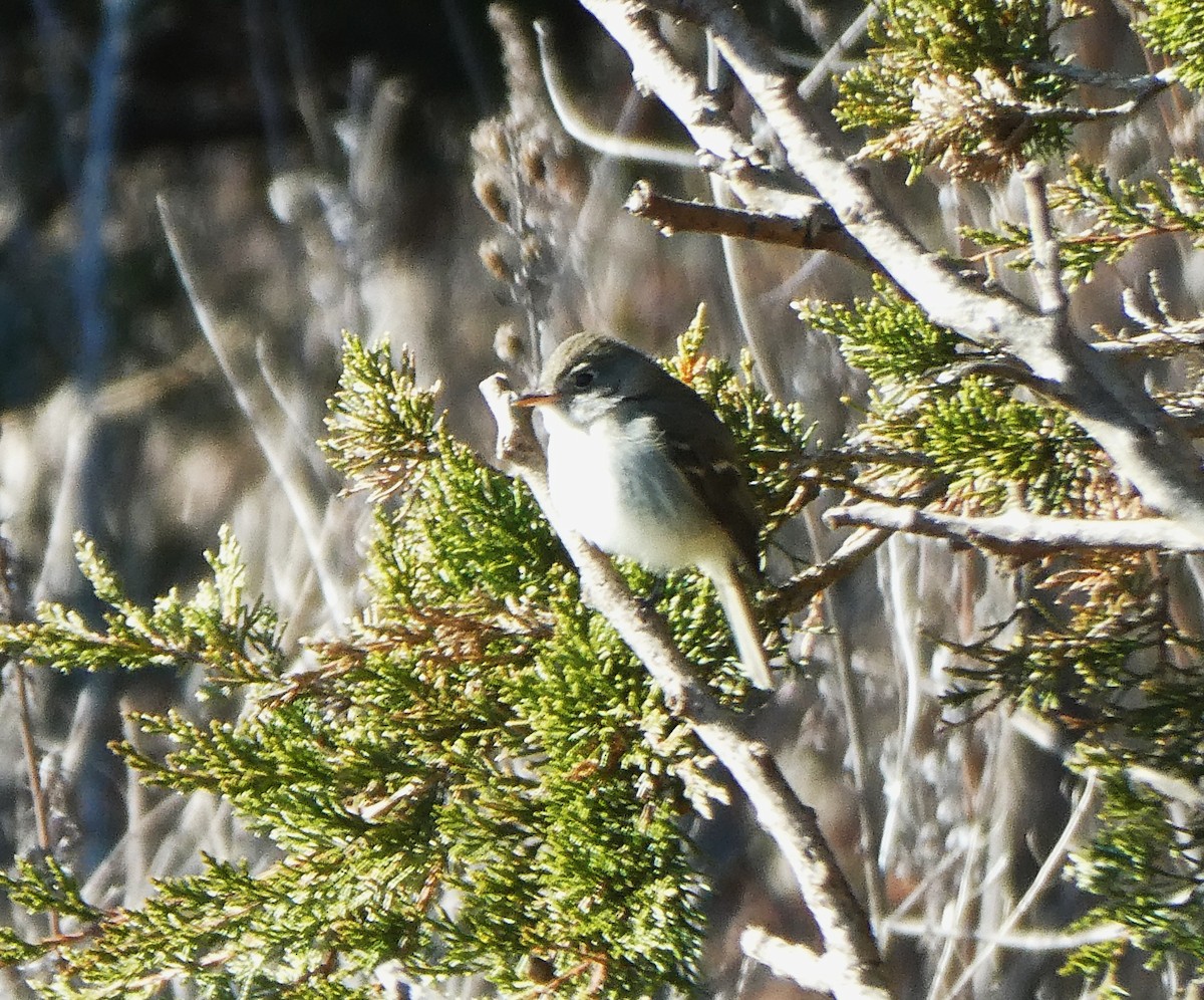Least Flycatcher - ML646084978