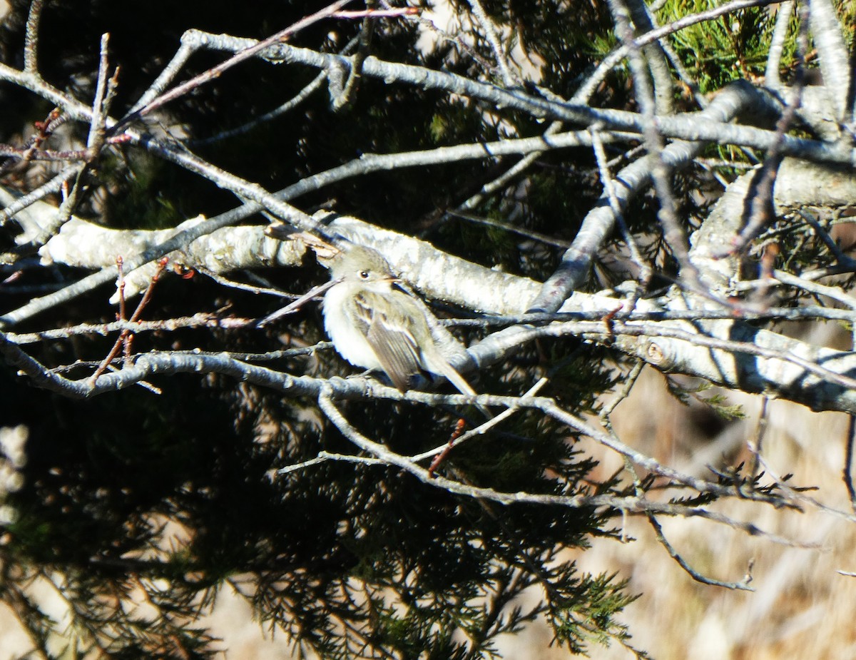 Least Flycatcher - ML646084979