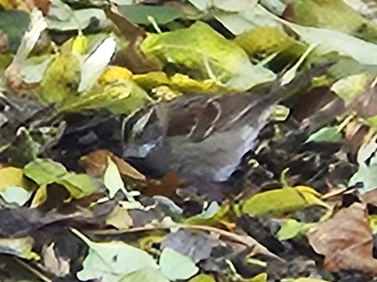 White-throated Sparrow - ML646084981