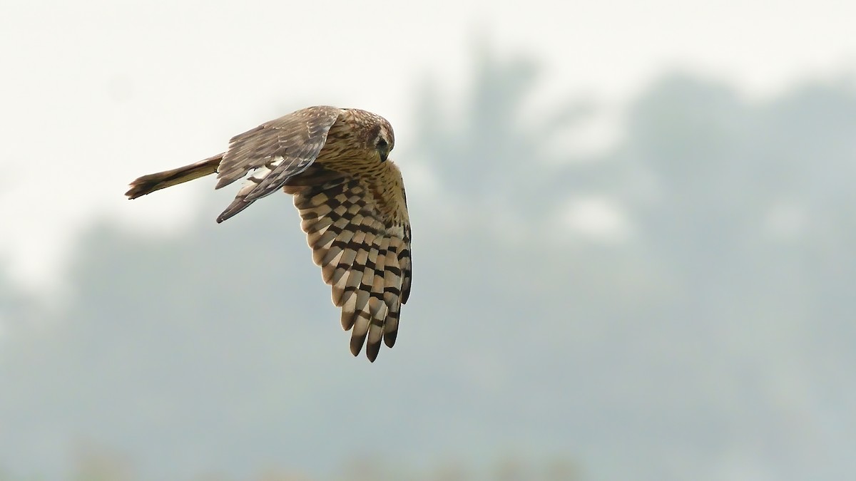 Нугын хулд - ML646084982