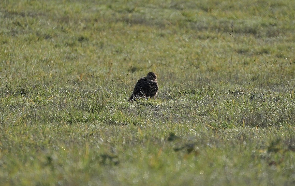 moták severoamerický - ML646084983