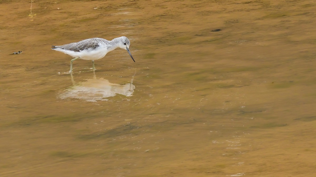 Үхэр хөгчүү - ML646084991