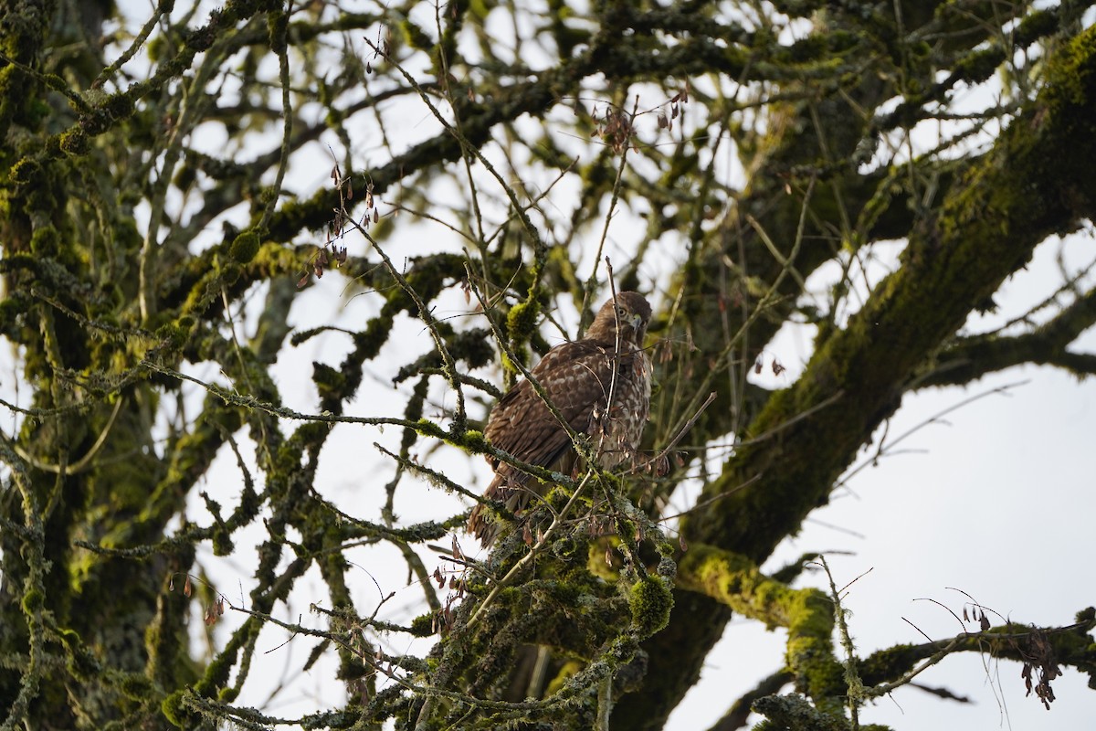 アカオノスリ - ML646084992