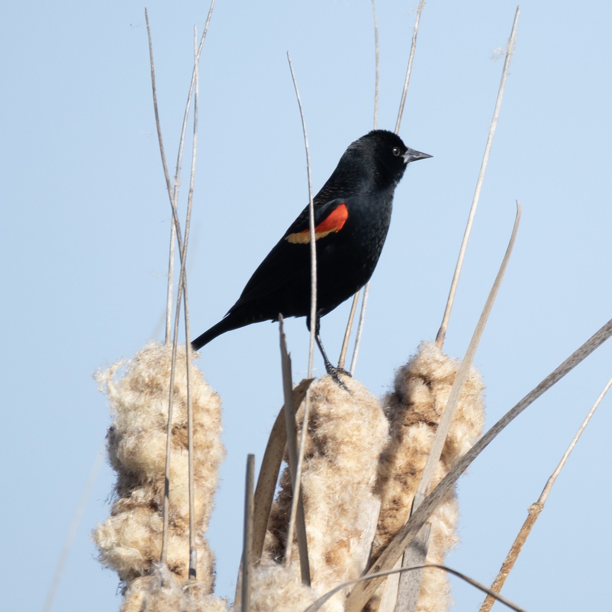 Red-winged Blackbird - ML646084999