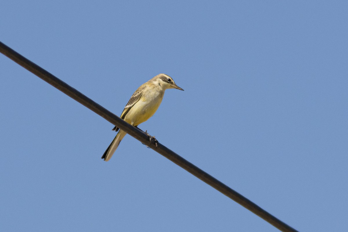 Western Yellow Wagtail - ML646085003