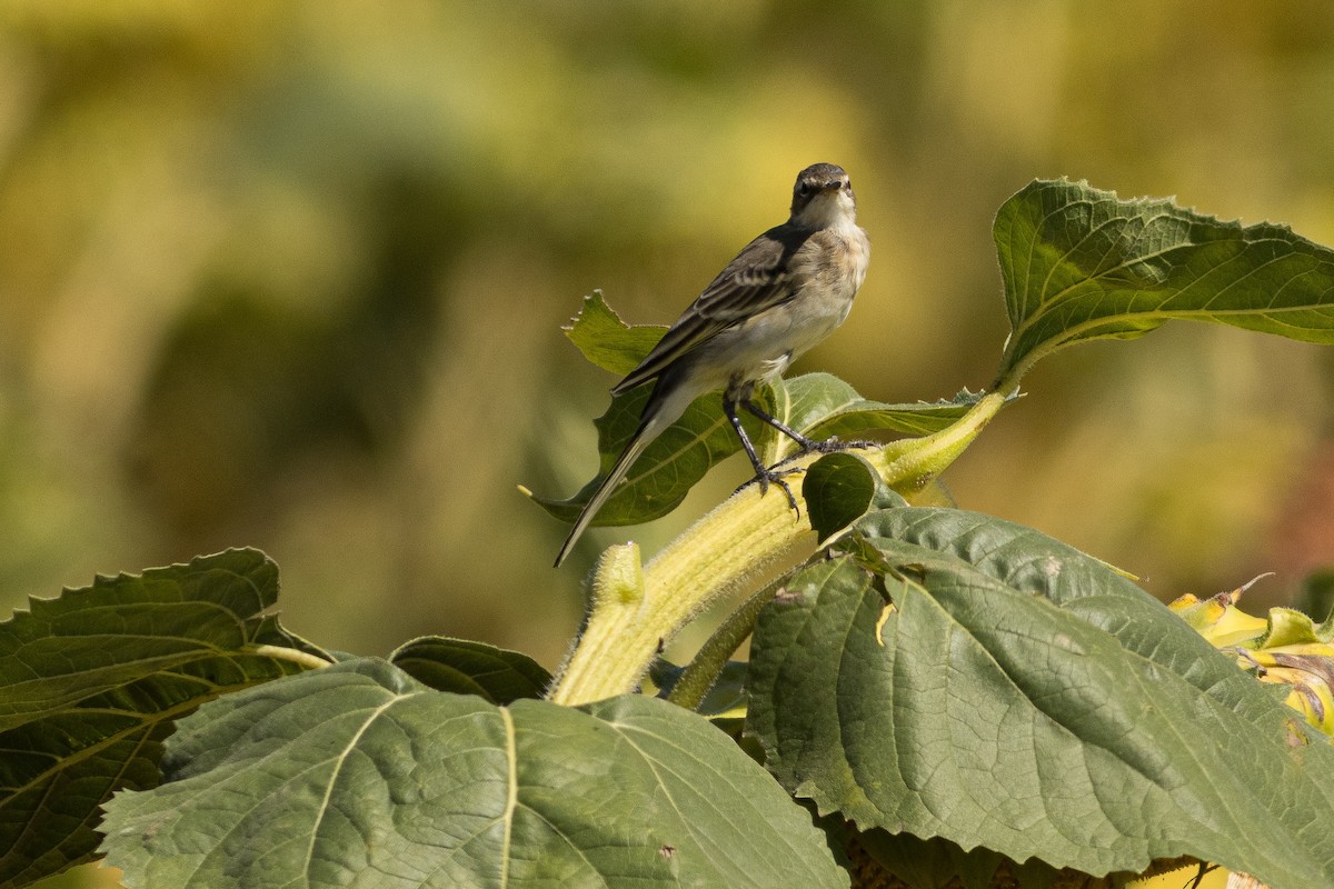 Western Yellow Wagtail - ML646085004