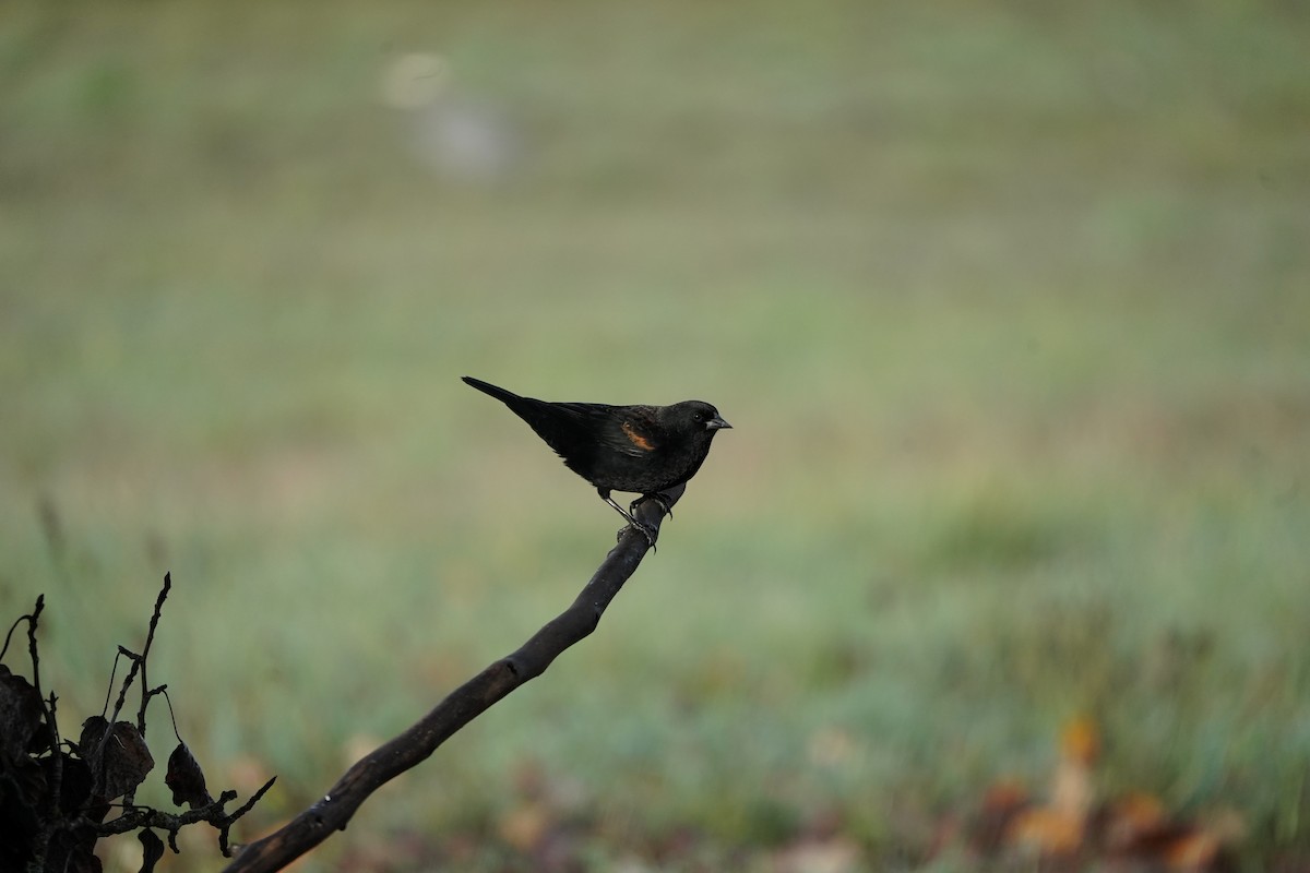 ハゴロモガラス - ML646085009