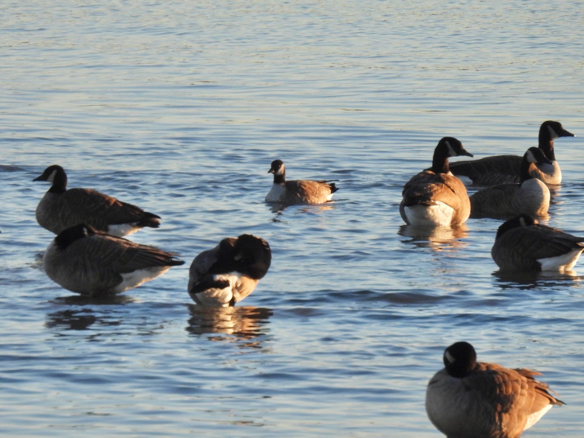 小加拿大雁 - ML646085010