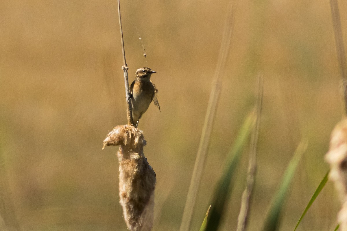 Whinchat - ML646085013