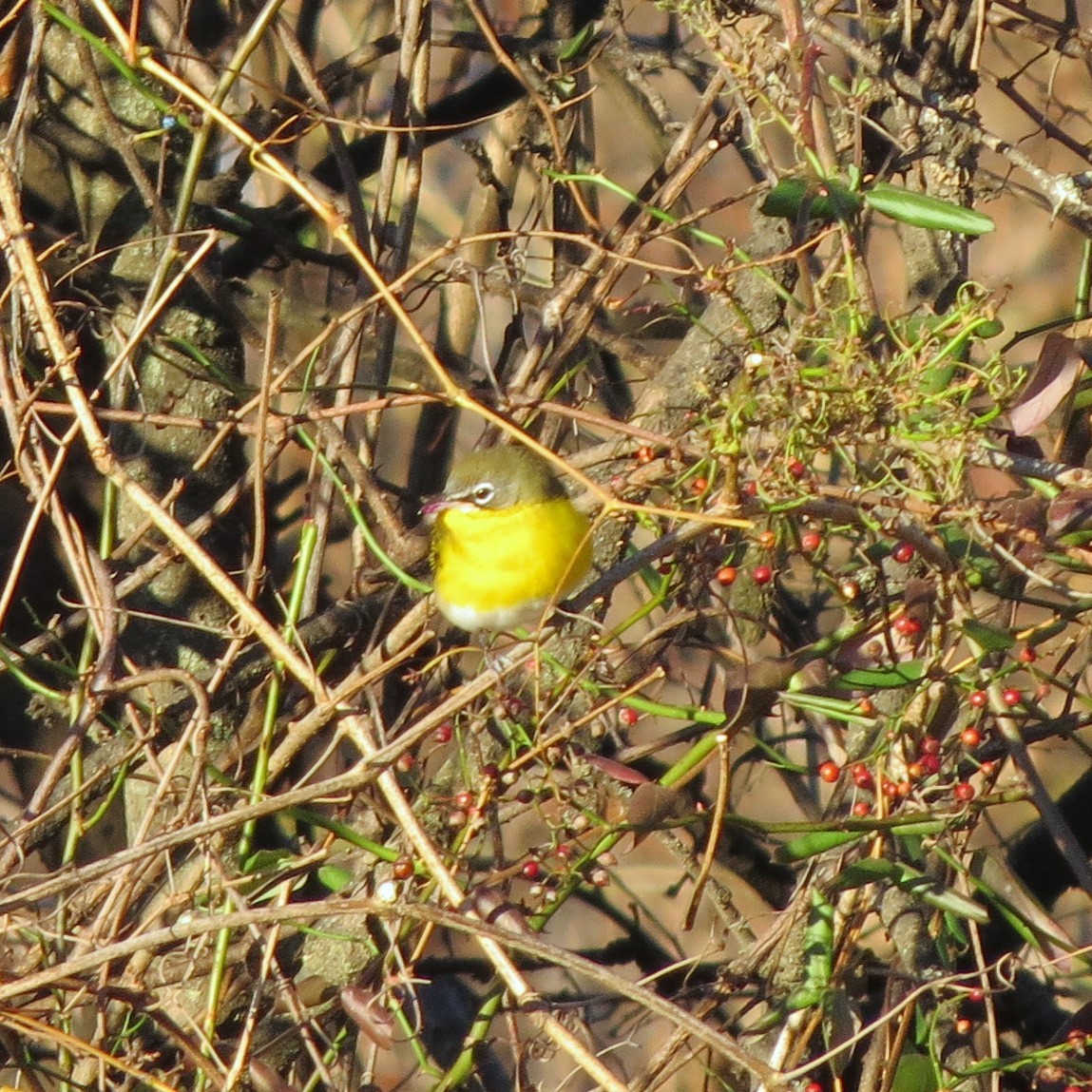 Yellow-breasted Chat - ML646085029
