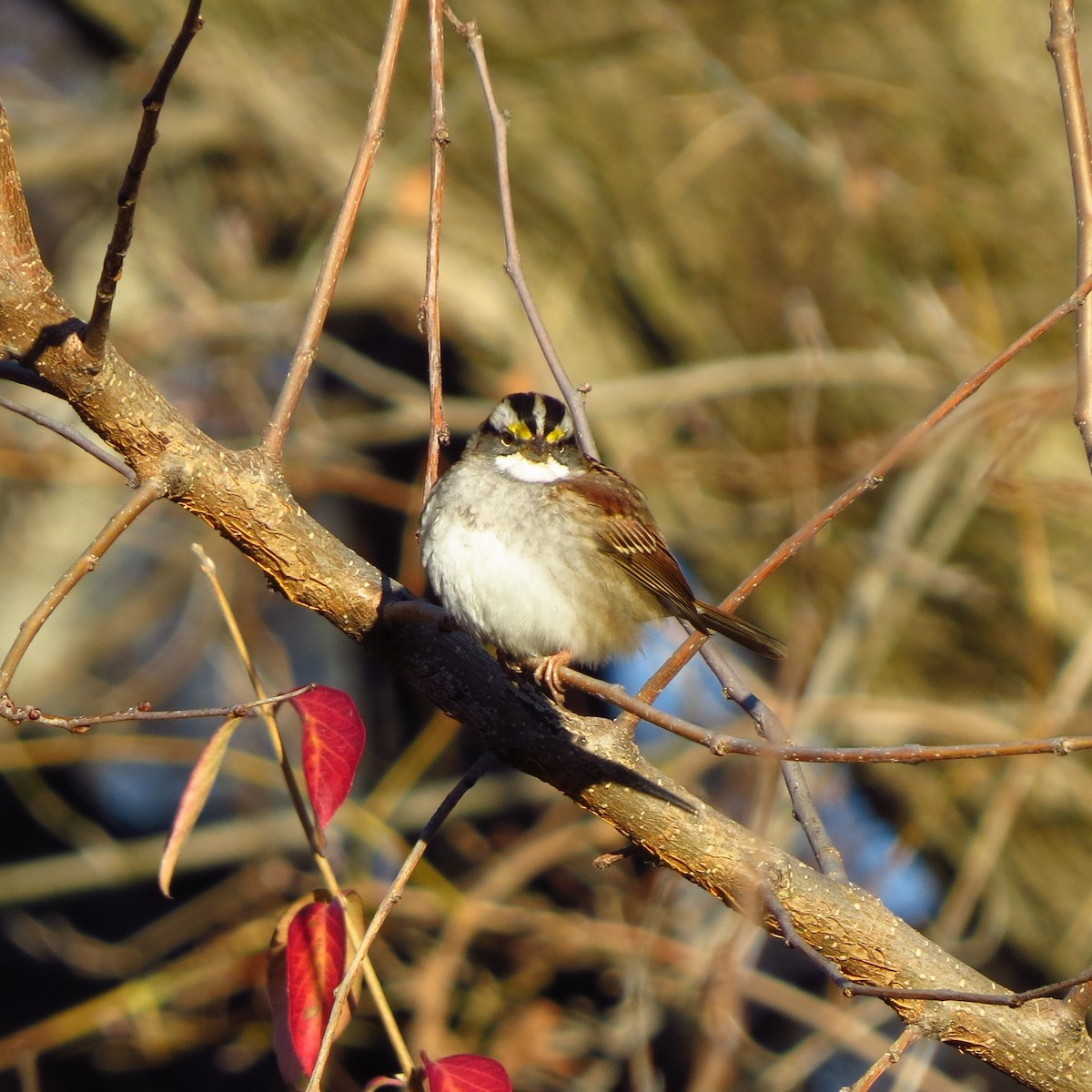 White-throated Sparrow - ML646085035