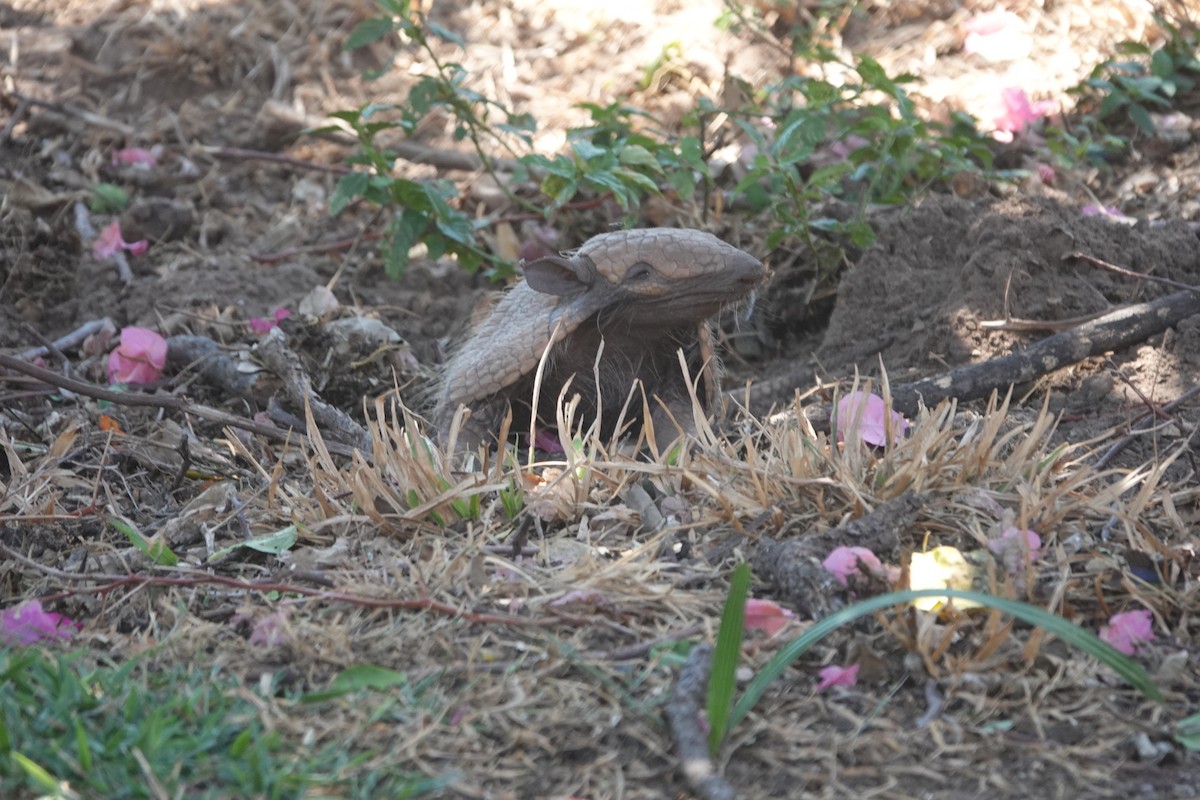 Six-banded Armadillo - ML646085039