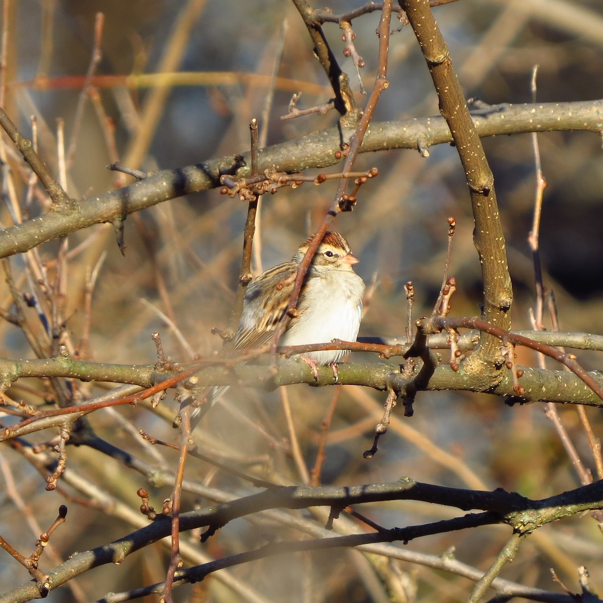 Chipping Sparrow - ML646085041