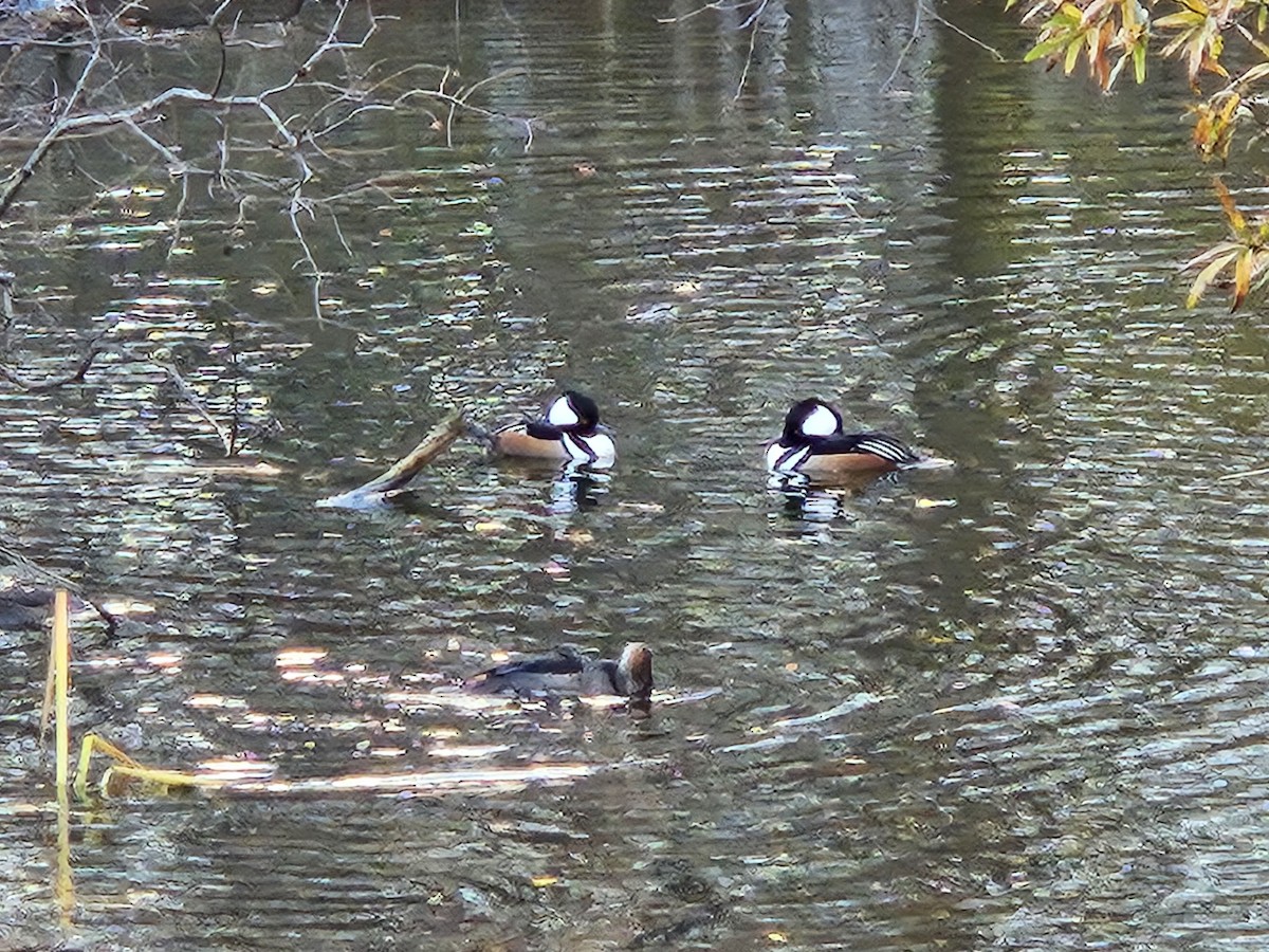 Hooded Merganser - ML646085047