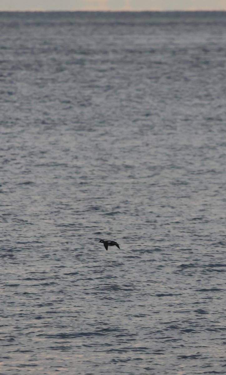 Macreuse à ailes blanches - ML646085053