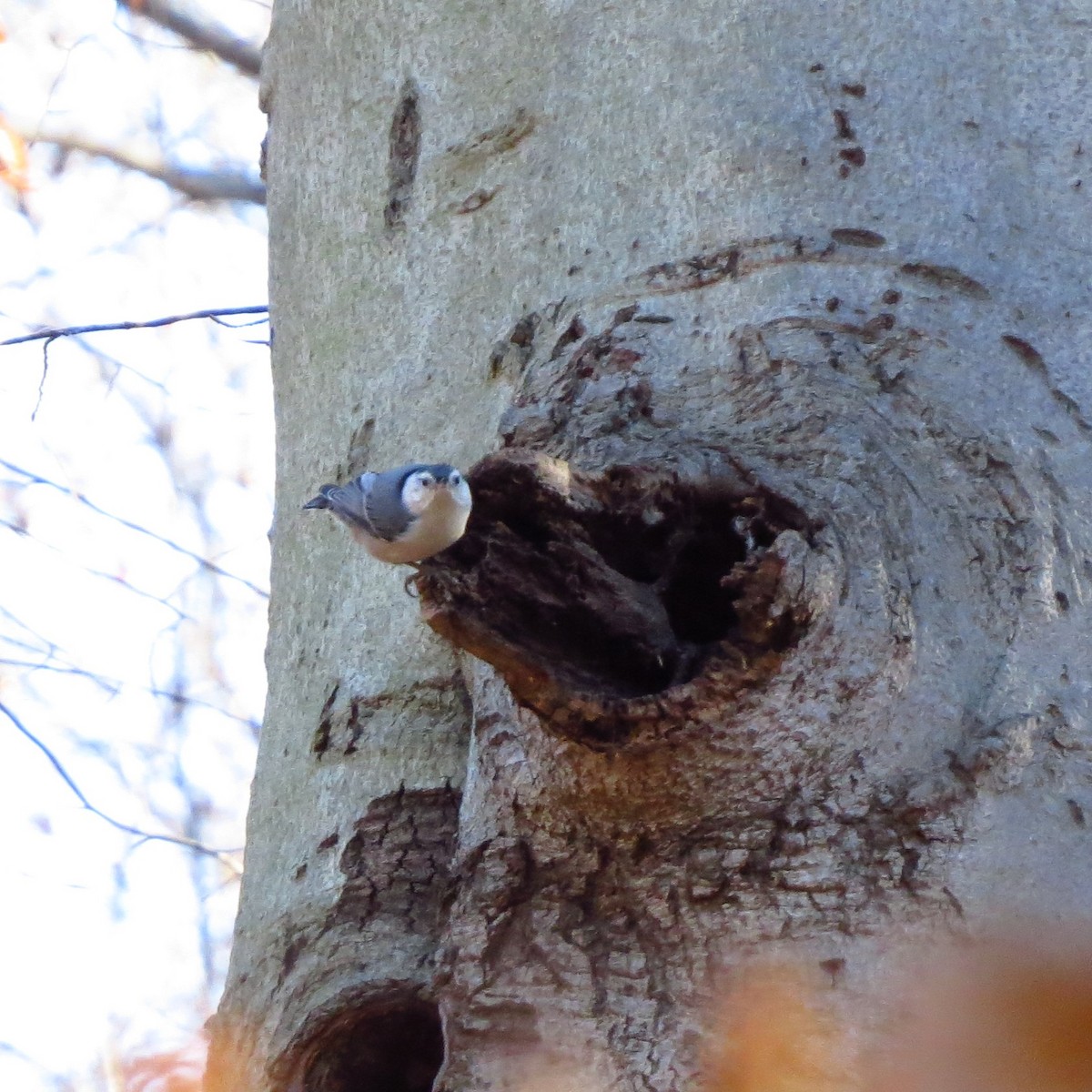 Sittelle à poitrine blanche - ML646085060