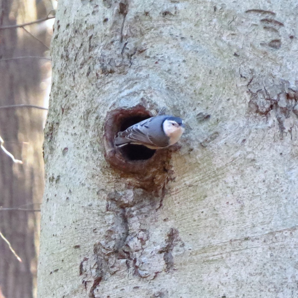 Sittelle à poitrine blanche - ML646085061