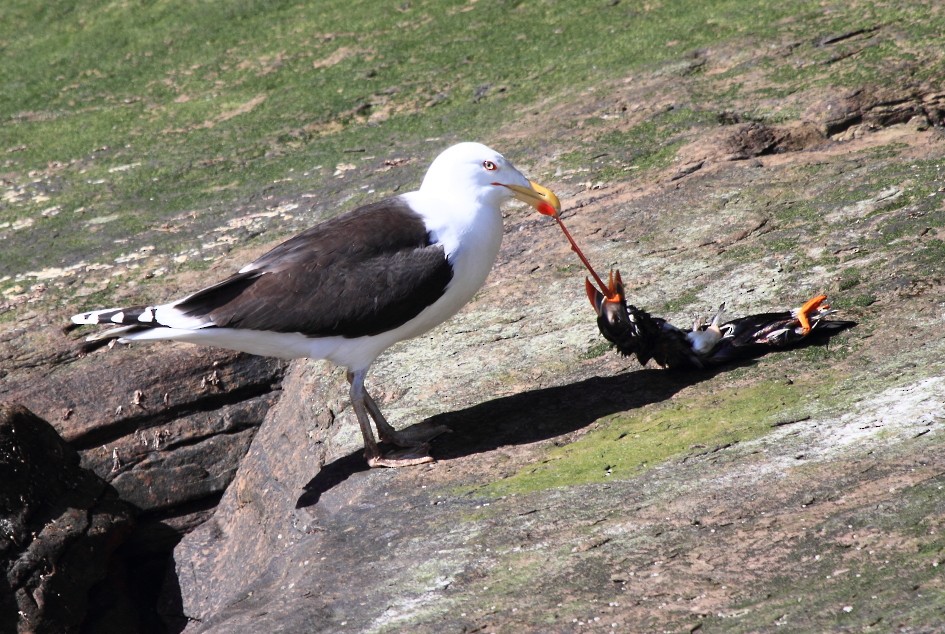 Great Black-backed Gull - ML646085065