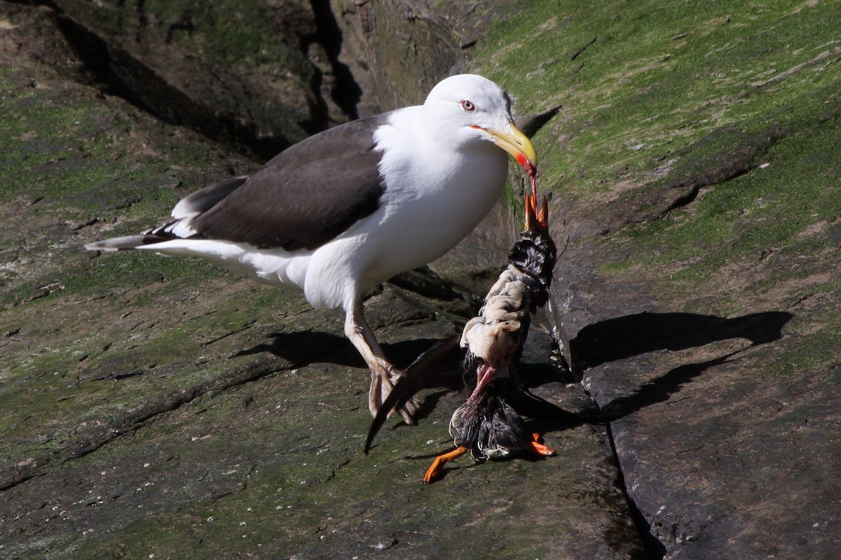 Great Black-backed Gull - ML646085066