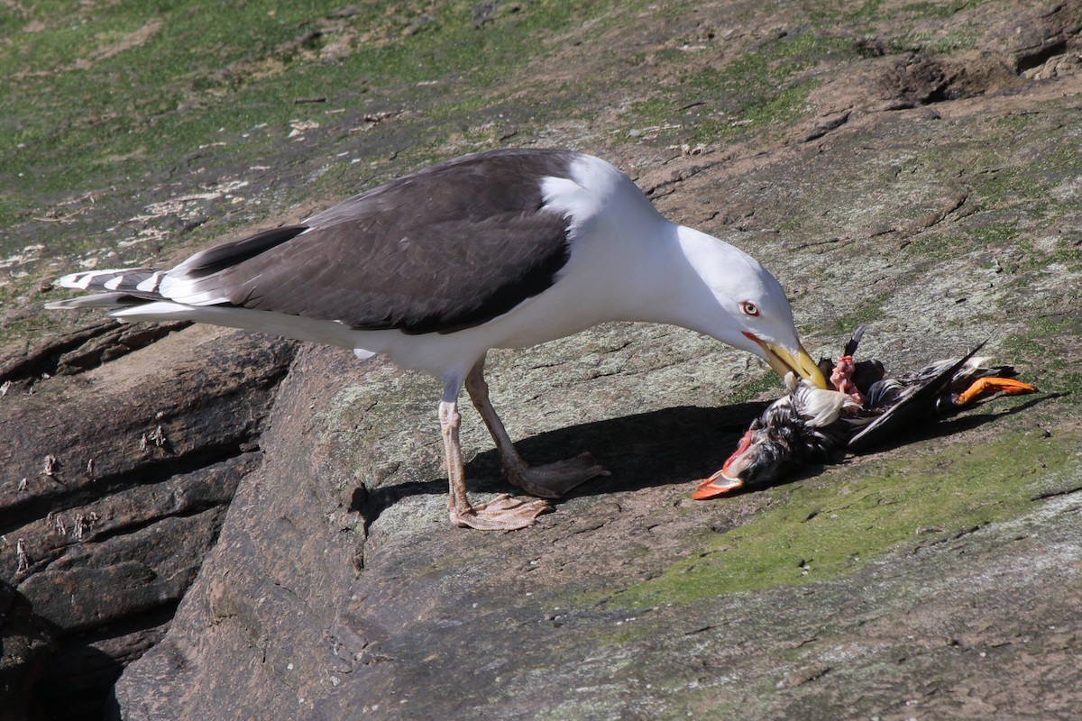 Great Black-backed Gull - ML646085067