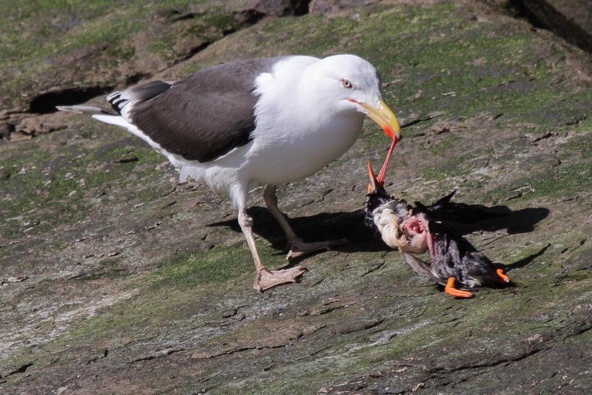 Great Black-backed Gull - ML646085068